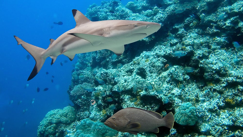 Shark and fish in coral