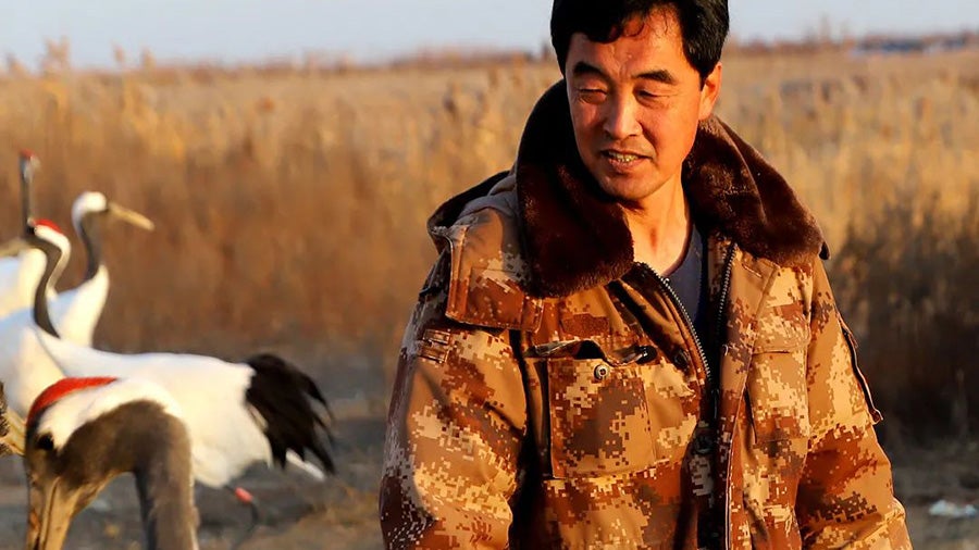 Man with red-crowned cranes in a nature reserve