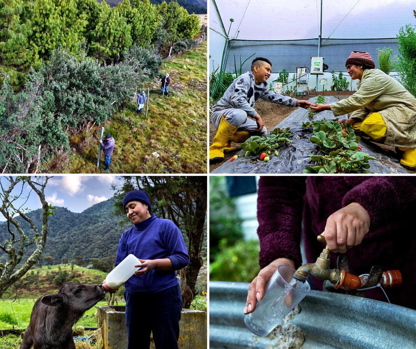 Collage of images of people working on climate adaptation projects in Ecuador