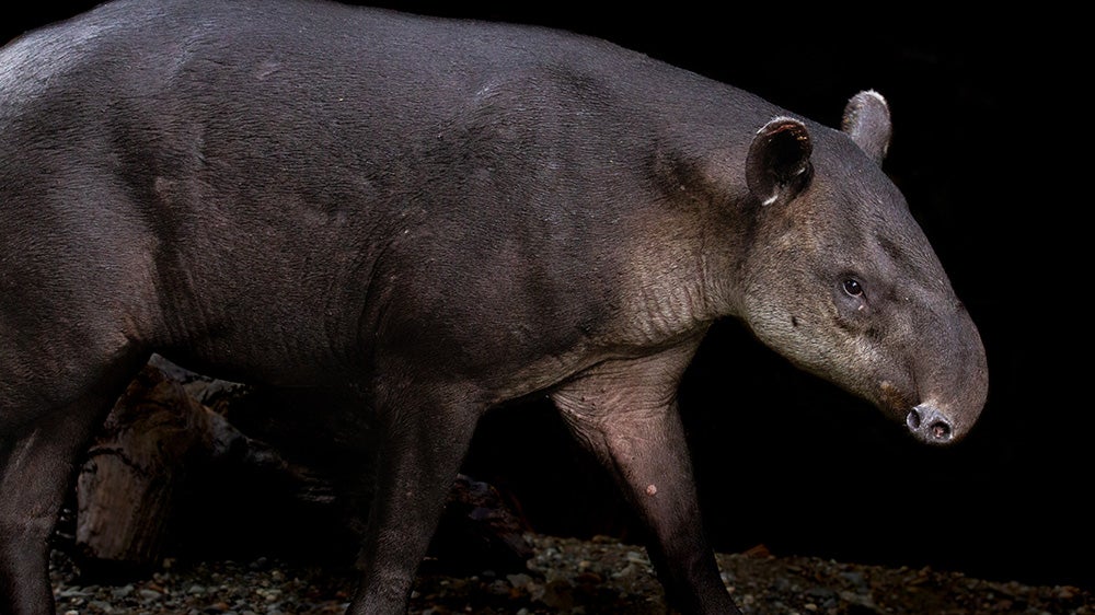 Tapir with dark background