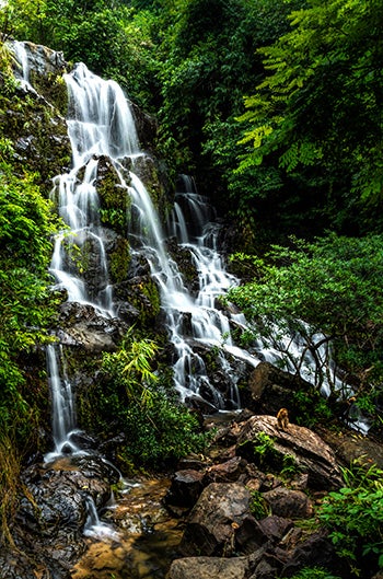 Waterfall cascading through a forest