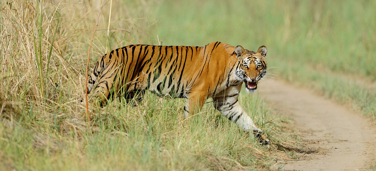 全球环境基金对老虎的支持有助于整个生态系统