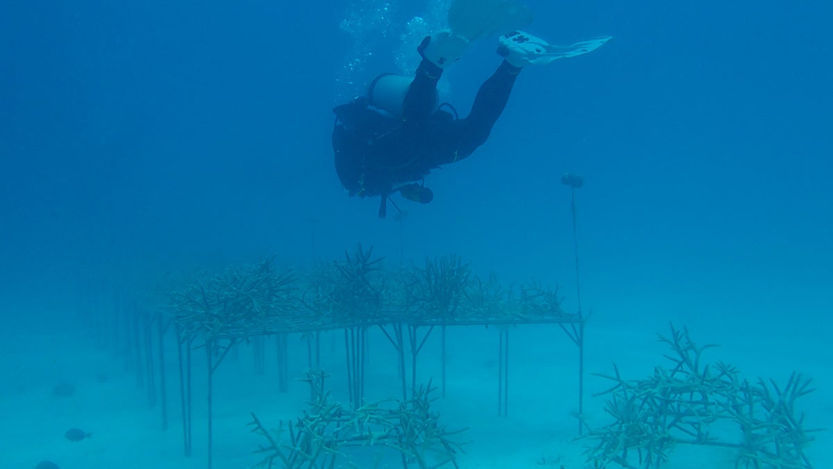 Diver checking on a colony of restored coral in clear blue waters