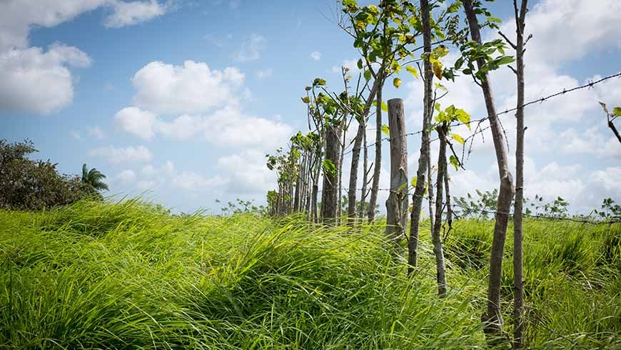 Harmonious land: Promoting healthy land on the Azuero peninsula