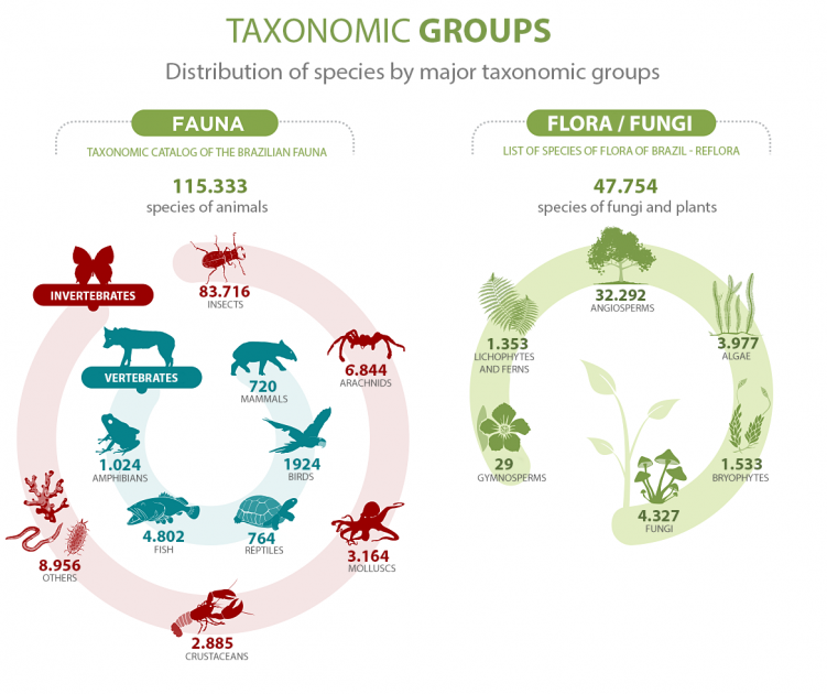 Taxonomic groups infographics