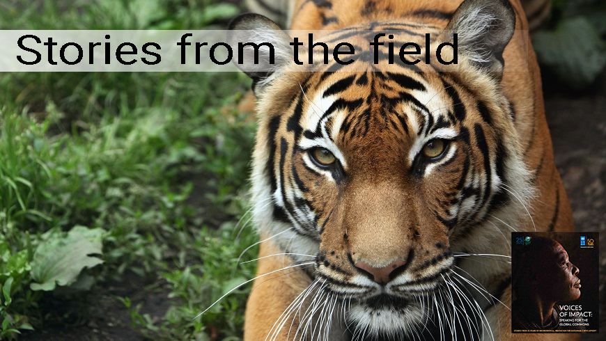 How DSWF is Protecting & Saving Tigers