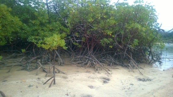 Mangroves_0.jpg