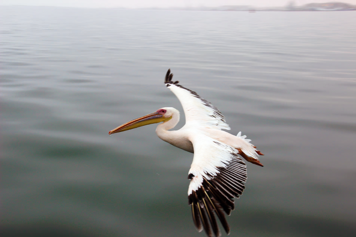 A pelican flying over the Atlantic Ocean off the coast of Swakopmund, Namibia.