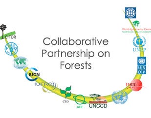 partnership-forest_1.jpg