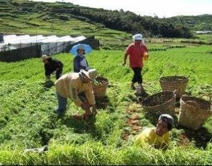 philippine_vegetable_farm.jpg.jpeg