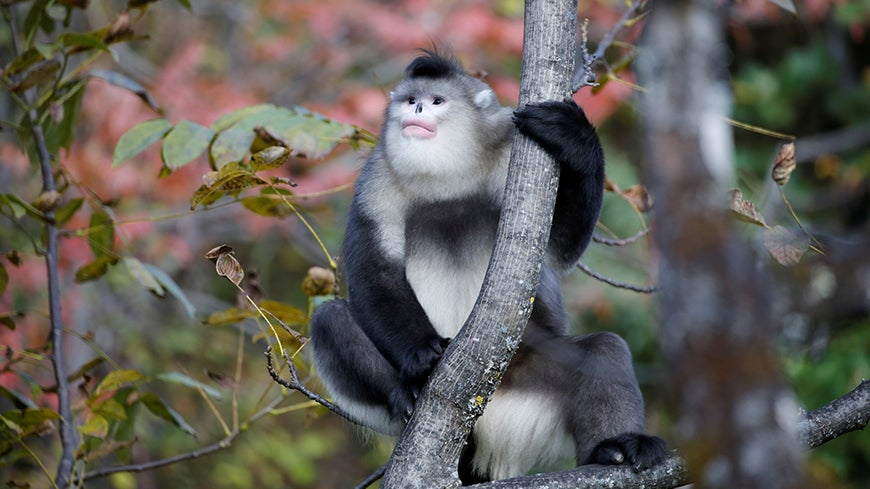 A Yunnan snub-nosed monkey in a tree