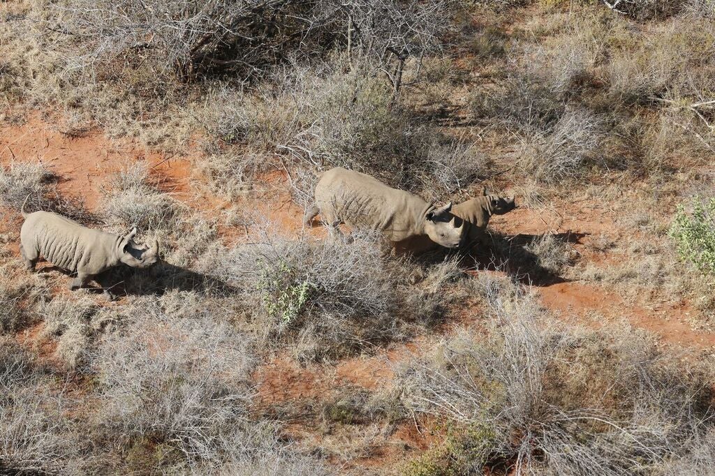 A family of rhinos makes its way through the Tsavo West Intensive Protection Zone.