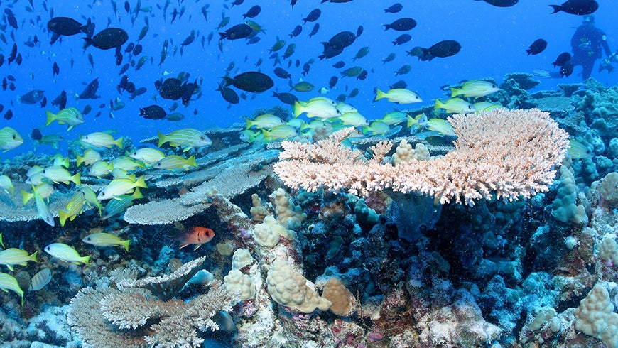 Coral reef activity