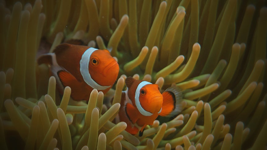 undp_climate_philippines_clownfish.jpg