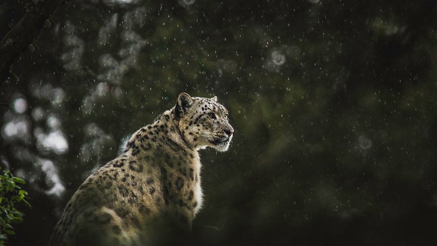 undp_exposure_pakistan_snow_leopard.jpg