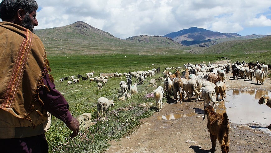  Herder with livestock in Pakistan