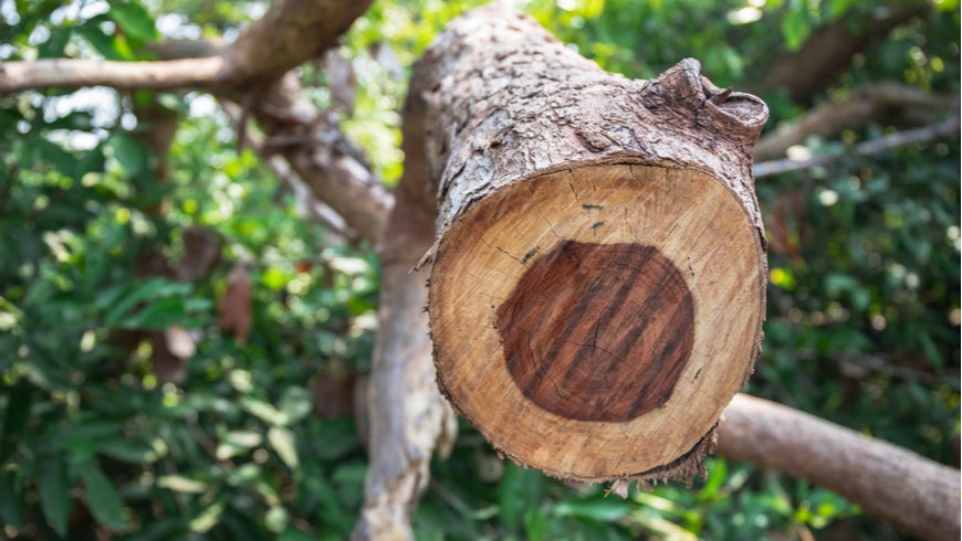 Rosewood conservation: a success story from Madagascar | Global