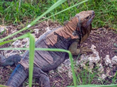 Jamaican iguanas were considered the country’s first farmers. Photo: Dominic Davis/UNDP Jamaica.
