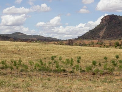 View of reforested plains with mountain background in Kenya's Eastern Province