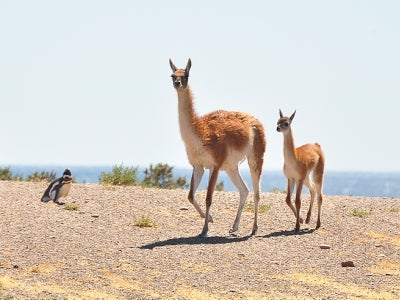 Adult and juvenile guanacos in Chubut province, Argentina