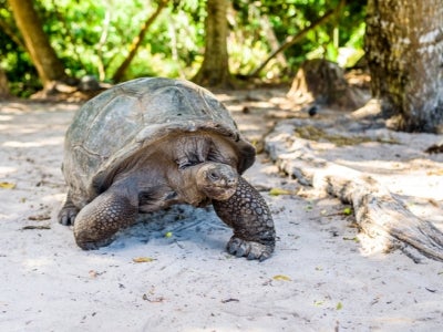 Tortoise on the beach in The Seychelles