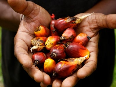 Palm fruits in a hand