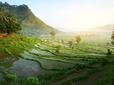 Rice terrace in the mountains of Bali, Indonesia