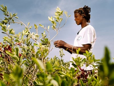 Sorobouly village, near Boromo, Burkina Faso. Sougué Saoué, 37 years old, farmer collects cobat fruit