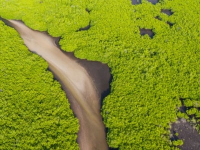 Drone shot of mangroves in Senegal