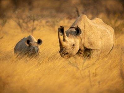 Black rhino stands with baby in grass