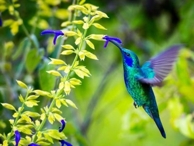 Green Violet Eared Hummingbird