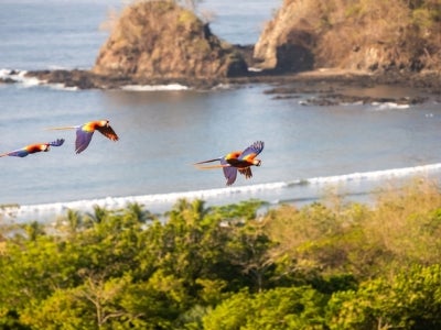 Scarlet macaw birds flying over tree canopy and ocean coastline