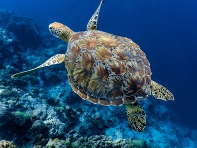 Green sea turtle swimming above a coral reef close up
