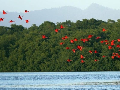 Red birds flying over water with heavy foliage in background