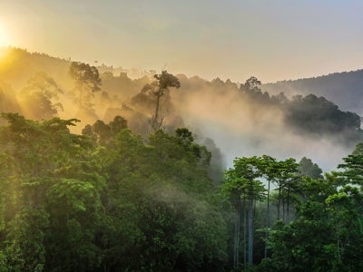 Borneo rainforest with sun shining through the mist