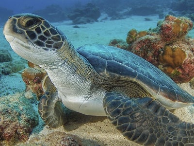 Sea turtle sitting on the ocean bottom, Cocos Island, Costa Rica