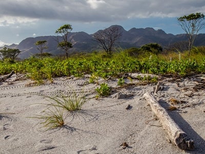 Vegetation on a beach in Panama with mountains in the background