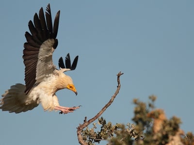 Egyptian vulture landing on a branch