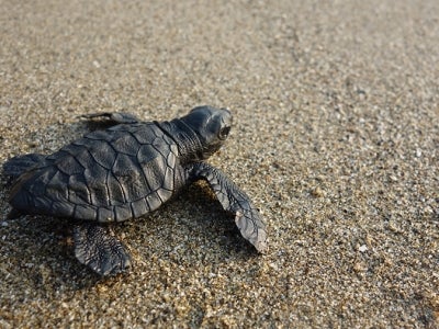 Baby olive ridley turtle