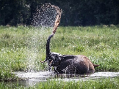 Elephant spraying water out of trunk in marsh area