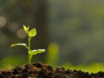 Young plant growing in light