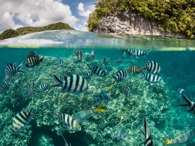 Damselfish swim in shallow water in a Palau lagoon