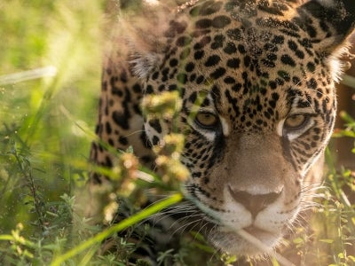 Jaguar in tall grass