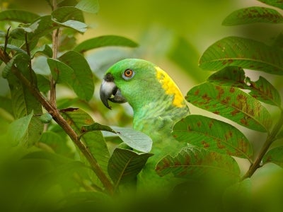 Parrot in tree. Yellow-naped Parrot, Amazona auropalliata, portrait of light green bird with yellow neck, Costa Rica. Detail close-up portrait of bird. Wildlife scene from tropical nature.