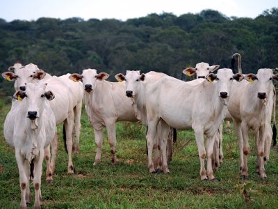 Cattle standing in deforested area, Brazil