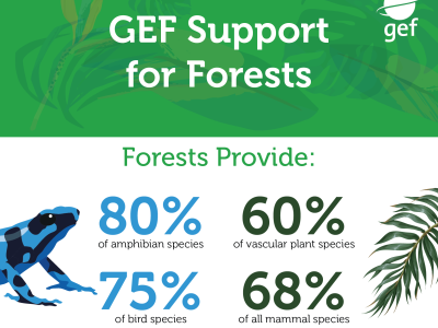GEF Forest Support infographic