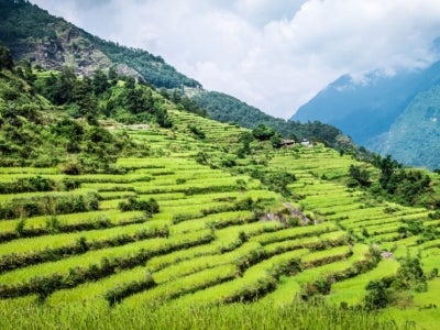 Green field of rice in Nepal