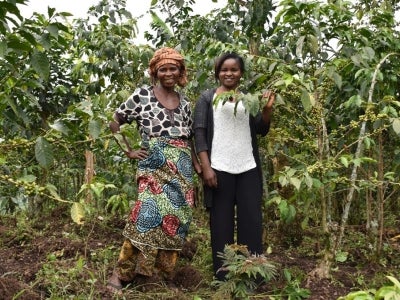 Two women standing among coffee plants