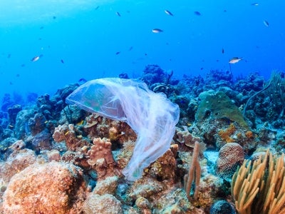 Plastic bag floating near a colorful coral reef