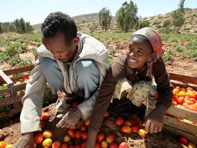 Male farmer and young girl sort tomatoes in a field